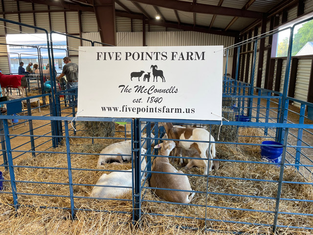 Five Points Farm sheep pen