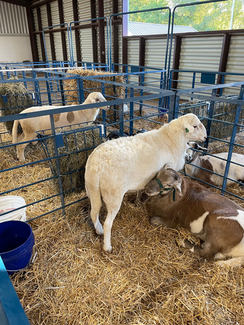 Five Points Farm sheep