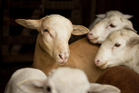 Katahdin sheep