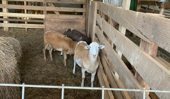 Two of our ram lambs