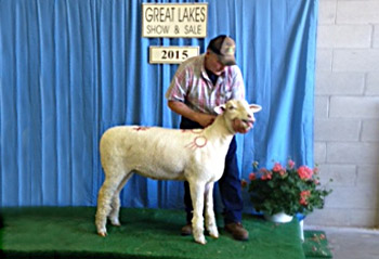 Champion ewe