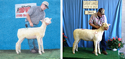 Five Points Farm lambs