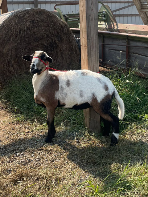 Select The Best Locally Bred Ewe Lambs