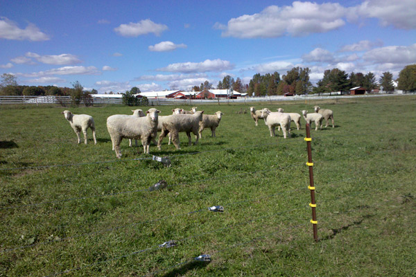 Grazing Sheep Available